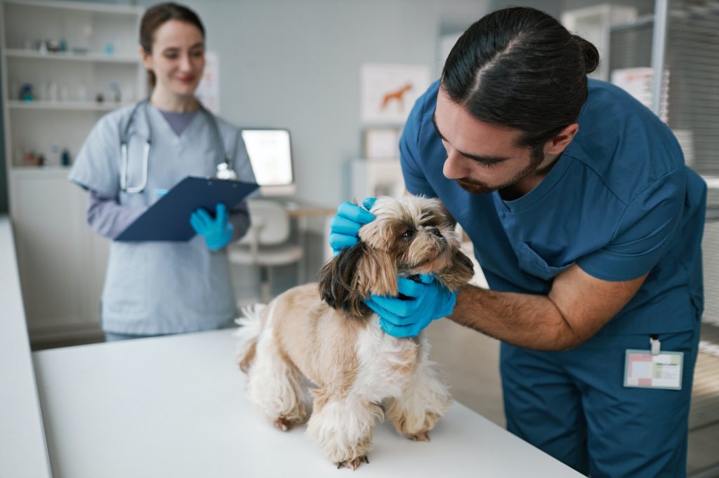 Young vet doctor in uniform cuddling yorkshire terrier during check up