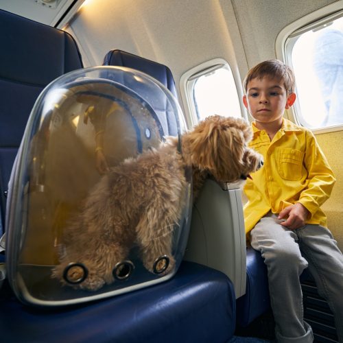 Calm child and his poodle aboard the aircraft
